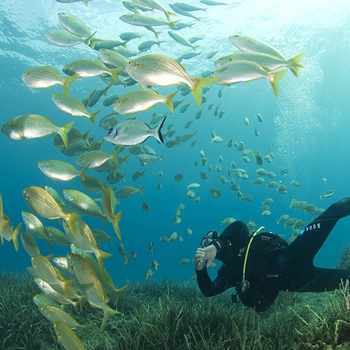 Activites Argeles Sur Mer